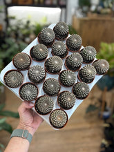 Kép betöltése a galériamegjelenítőbe: Sulcorebutia arenacea - Tropical Home