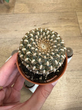 Kép betöltése a galériamegjelenítőbe: Sulcorebutia arenacea - Tropical Home