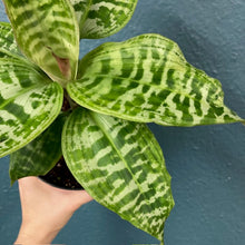 Kép betöltése a galériamegjelenítőbe: Dracaena goldieana - Sárkányfa - Queen of Dracaenas - Tropical Home