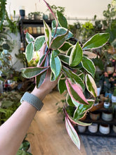 Kép betöltése a galériamegjelenítőbe: Hoya carnosa "Flamingo dream" 12cm - Húsos viaszvirág