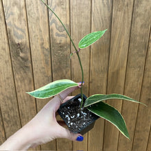 Kép betöltése a galériamegjelenítőbe: Hoya macrophylla/latifolia albomarginata - Tropical Home
