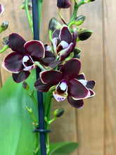 Kép betöltése a galériamegjelenítőbe: Phalaenopsis "Little Black Pearl"