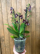 Kép betöltése a galériamegjelenítőbe: Phalaenopsis "Little Black Pearl"