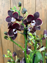 Kép betöltése a galériamegjelenítőbe: Phalaenopsis "Little Black Pearl"