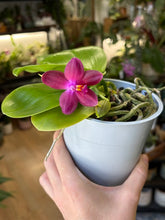 Kép betöltése a galériamegjelenítőbe: Phalaenopsis violacea - illatos