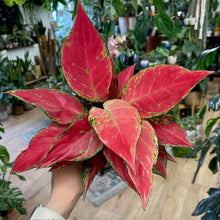 Kép betöltése a galériamegjelenítőbe: Aglaonema "Cherry baby" - Rákvirág - Chinese Evergreen - Tropical Home