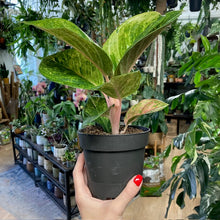 Kép betöltése a galériamegjelenítőbe: Aglaonema "Apple green" - Rákvirág - Chinese Evergreen - Tropical Home