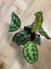 Kép betöltése a galériamegjelenítőbe: Calathea "Kennedy" - Tropical Home