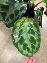 Kép betöltése a galériamegjelenítőbe: Calathea "Kennedy" - Tropical Home