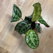 Kép betöltése a galériamegjelenítőbe: Calathea "Kennedy" - Tropical Home