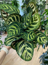 Kép betöltése a galériamegjelenítőbe: Calathea makoyana - Zebralevél - Tropical Home