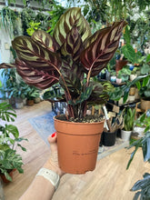 Kép betöltése a galériamegjelenítőbe: Calathea makoyana - Zebralevél - Tropical Home