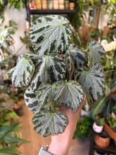 Kép betöltése a galériamegjelenítőbe: Begonia "Silver Jewel"