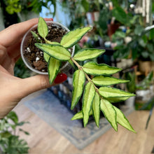 Kép betöltése a galériamegjelenítőbe: Hoya bella "Lida buis" - Tropical Home