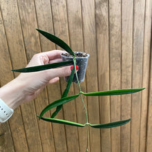 Kép betöltése a galériamegjelenítőbe: Hoya shepherdii - Tropical Home