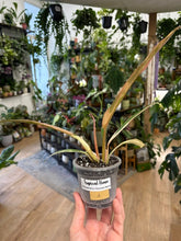 Kép betöltése a galériamegjelenítőbe: Philodendron caramel marble 8cm 1.