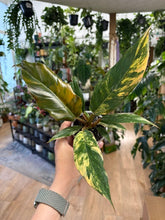 Kép betöltése a galériamegjelenítőbe: Philodendron caramel marble 8cm 6.
