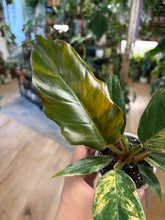 Kép betöltése a galériamegjelenítőbe: Philodendron caramel marble 8cm 6.