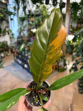 Kép betöltése a galériamegjelenítőbe: Philodendron caramel marble 8cm 5.