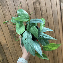 Kép betöltése a galériamegjelenítőbe: Epipremnum pinnatum "Cebu blue" - Tropical Home