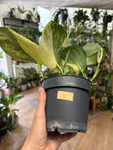 Kép betöltése a galériamegjelenítőbe: Scindapsus pictus "Jade satin variegata" 1.