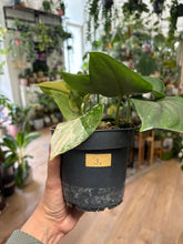 Kép betöltése a galériamegjelenítőbe: Scindapsus pictus "Jade satin variegata" 3.
