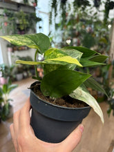 Kép betöltése a galériamegjelenítőbe: Scindapsus pictus "Jade satin variegata" 3.