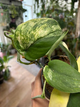 Kép betöltése a galériamegjelenítőbe: Scindapsus pictus "Jade satin variegata" 4.