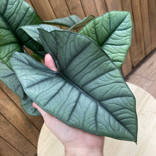 Kép betöltése a galériamegjelenítőbe: Alocasia "Platinum" - Tropical Home