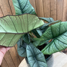 Kép betöltése a galériamegjelenítőbe: Alocasia "Platinum" - Tropical Home
