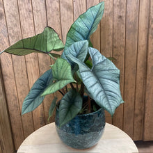 Kép betöltése a galériamegjelenítőbe: Alocasia "Platinum" - Tropical Home