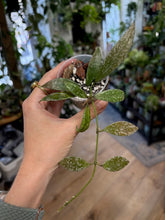 Kép betöltése a galériamegjelenítőbe: Hoya lacunosa "Laos" 6cm cserépátmérő - Tropical Home