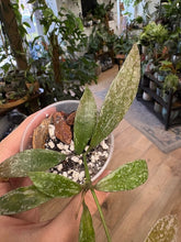 Kép betöltése a galériamegjelenítőbe: Hoya lacunosa "Laos" 6cm cserépátmérő - Tropical Home