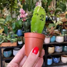 Kép betöltése a galériamegjelenítőbe: Epiphyllum hibrid 185-8 - Saját szaporítás - Tropical Home