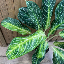 Kép betöltése a galériamegjelenítőbe: Aglaonema "Keylime" - Rákvirág - Chinese Evergreen - Tropical Home