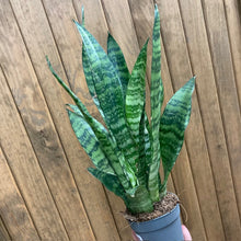 Kép betöltése a galériamegjelenítőbe: Sansevieria trif. Black coral - Anyósnyelv - Tropical Home