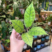 Kép betöltése a galériamegjelenítőbe: Hoya callistophylla 6cm - Tropical Home