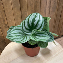 Kép betöltése a galériamegjelenítőbe: Peperomia argyreia - Törpebors - Watermelon peperomia - Tropical Home