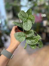 Kép betöltése a galériamegjelenítőbe: Scindapsus pictus "Silvery ann" 9cm - Ezüstös szobafutóka - Silver satin pothos - Tropical Home