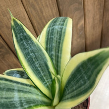 Kép betöltése a galériamegjelenítőbe: Sansevieria trif. "Hahnii Golden" - Anyósnyelv - Tropical Home