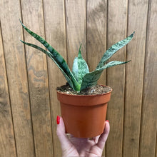 Kép betöltése a galériamegjelenítőbe: Sansevieria "Everest" - Anyósnyelv - Tropical Home