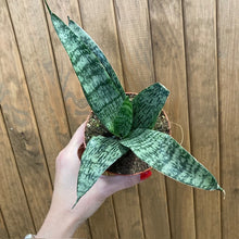 Kép betöltése a galériamegjelenítőbe: Sansevieria "Everest" - Anyósnyelv - Tropical Home
