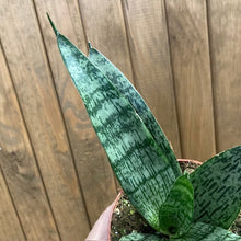 Kép betöltése a galériamegjelenítőbe: Sansevieria "Everest" - Anyósnyelv - Tropical Home