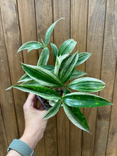 Kép betöltése a galériamegjelenítőbe: Dracaena surculosa "Silver" - Sárkányfa - Tropical Home