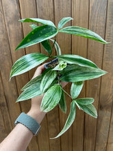 Kép betöltése a galériamegjelenítőbe: Dracaena surculosa "Silver" - Sárkányfa - Tropical Home