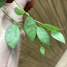 Kép betöltése a galériamegjelenítőbe: Hoya lacunosa mint - Tropical Home