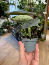 Kép betöltése a galériamegjelenítőbe: Alocasia melo kicsi - Tropical Home