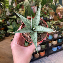 Kép betöltése a galériamegjelenítőbe: Sansevieria "Cinta" - Anyósnyelv - Tropical Home