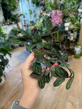 Kép betöltése a galériamegjelenítőbe: Pellionia pulchra - Tropical Home