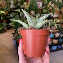 Kép betöltése a galériamegjelenítőbe: Sansevieria "Snowflake" - Anyósnyelv - Tropical Home